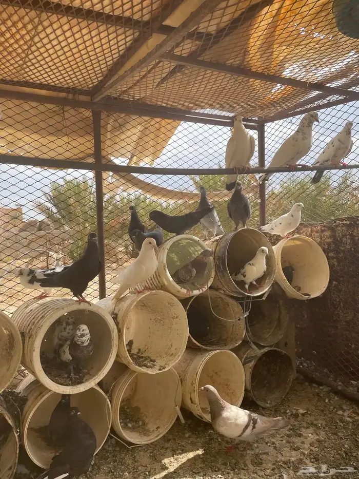 حمام للبيع 0