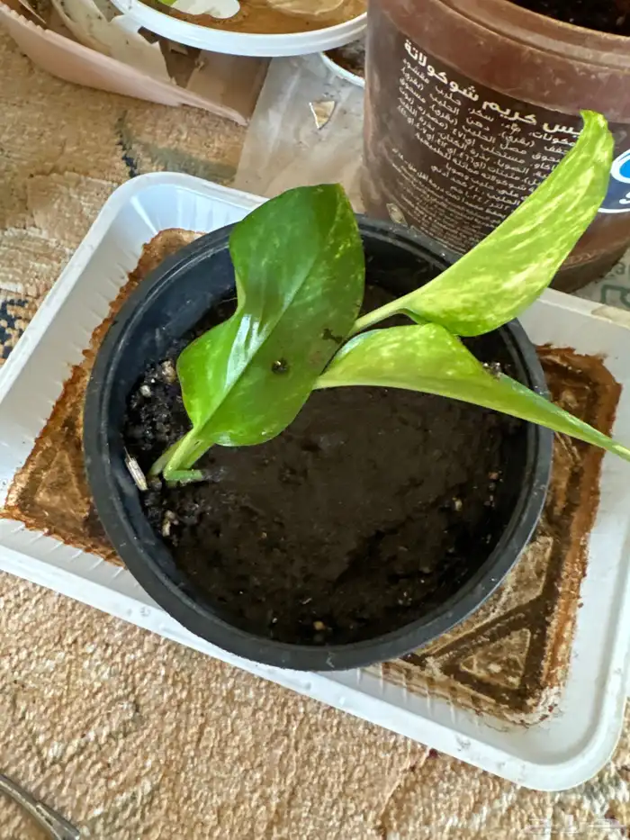 بوتس الشتلة 5 ريال وفي بريال 0