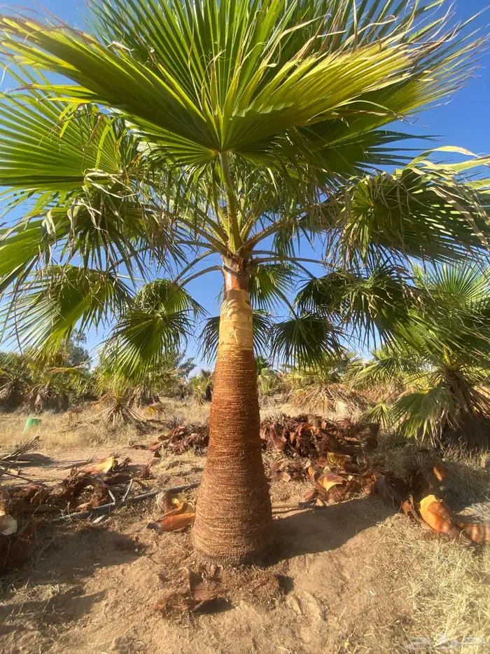 نخل وشنطني زينه 1