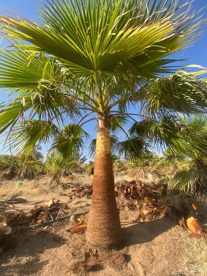 نخل وشنطني زينه 0