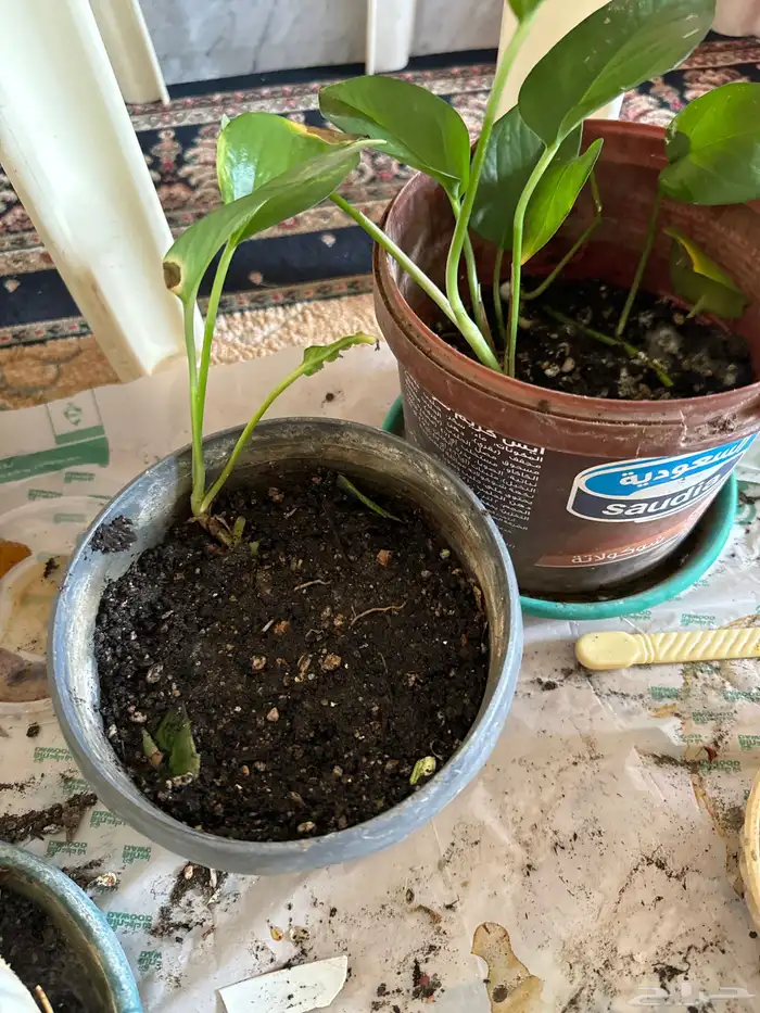 بوتس الشتلة 5 ريال وفي بريال 2