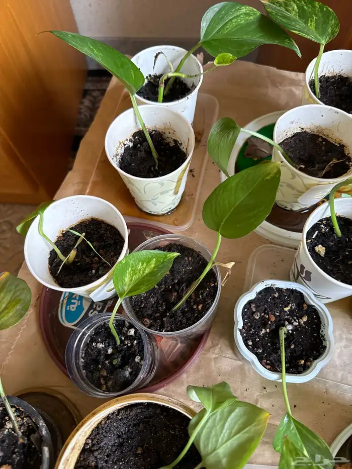 بوتس الشتلة 5 ريال وفي بريال 5