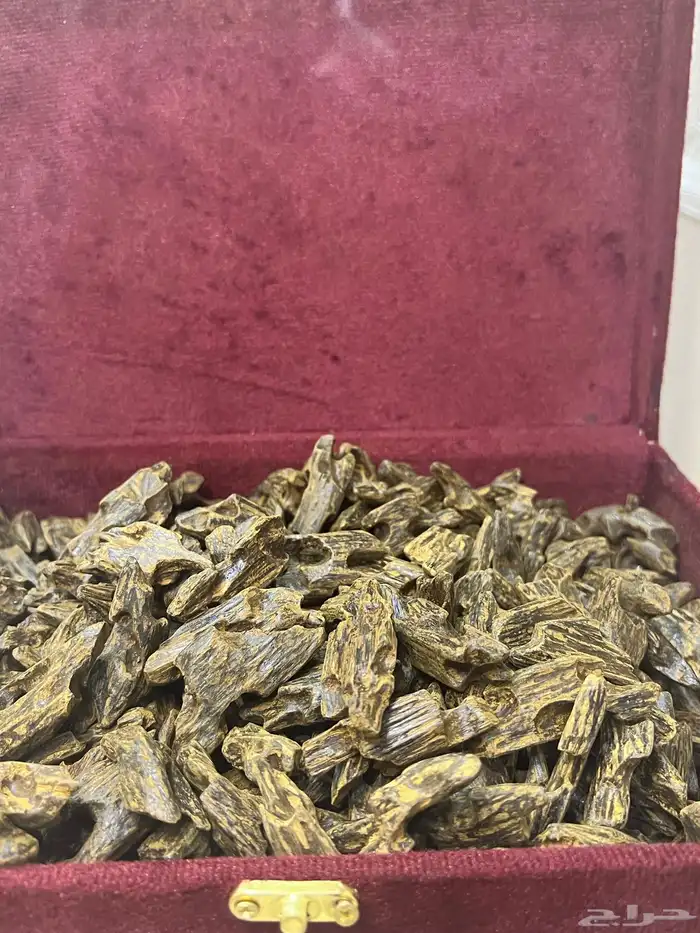عود كلمنتان بنتلي بسعر الجملة مع ضمان ذهبي 1