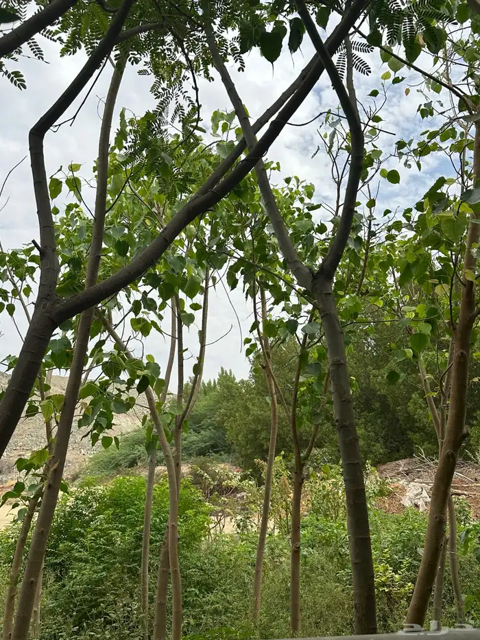 مشتل بجدة بيع للمشاريع للكميات فقط اشجار سماكات 3
