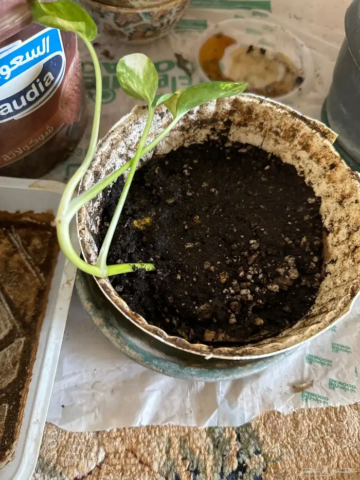 بوتس الشتلة 5 ريال وفي بريال 1