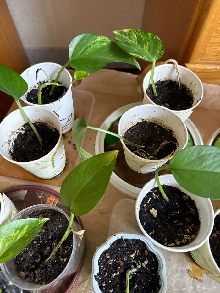 بوتس الشتلة 5 ريال وفي بريال 4