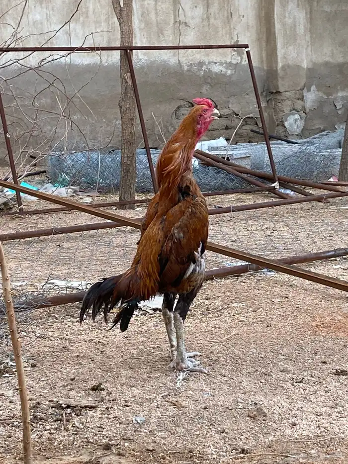 للبيع ديك باكستاني 1