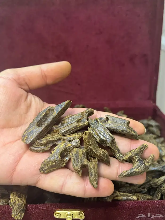 عود كلمنتان بنتلي بسعر الجملة مع ضمان ذهبي 0