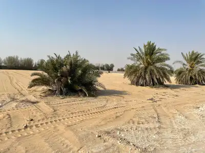 للإيجار أو البيع مزرعه مسوره طابوق وخرسانه 12