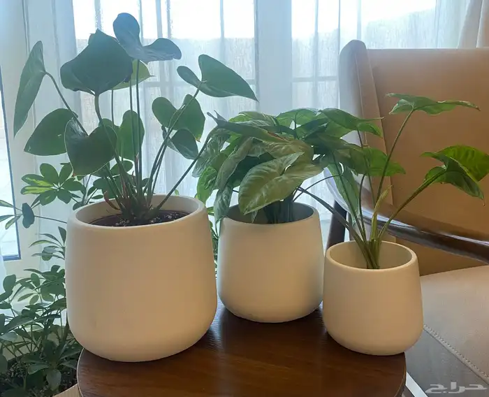 احواض اصيص شجر باحجام مختلفه 7