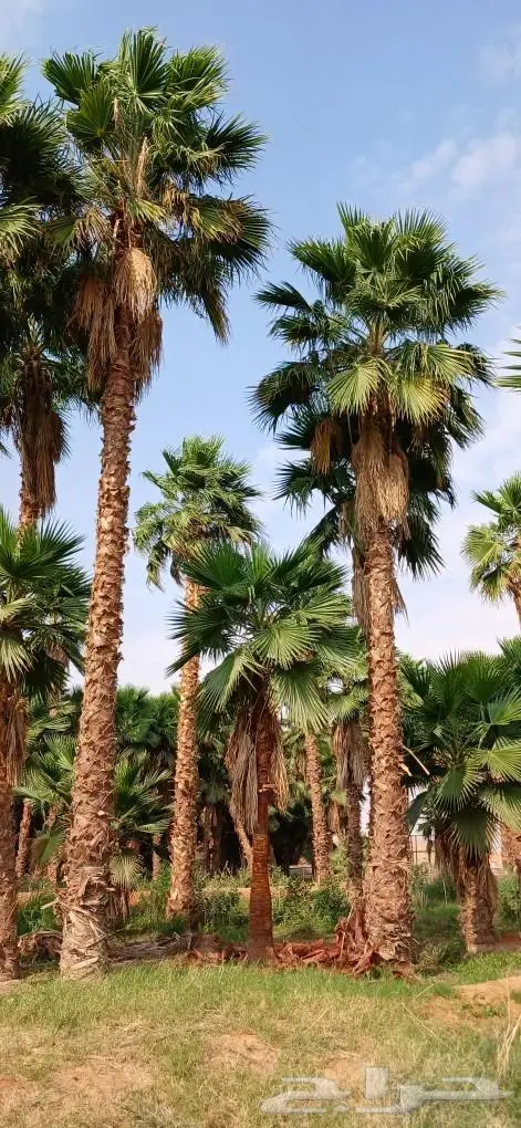 نخل واشنطني زينه 3