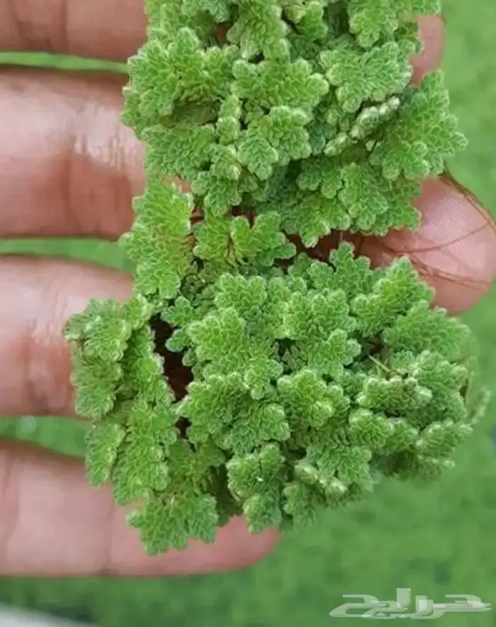 للبيع ازولا بحائل 0