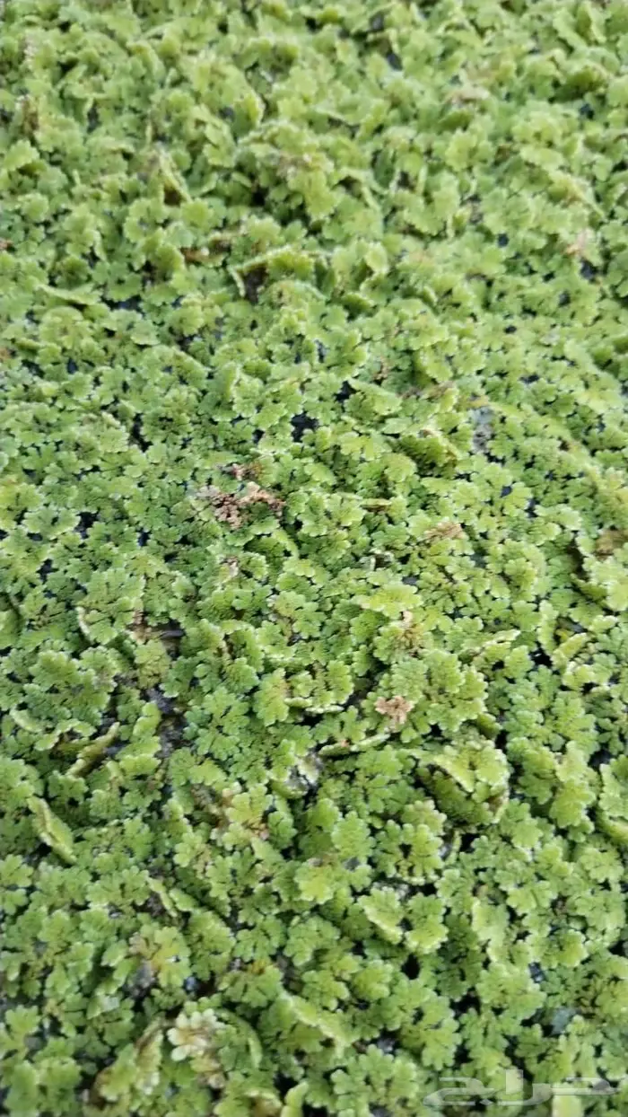 للبيع ازولا بحائل 1