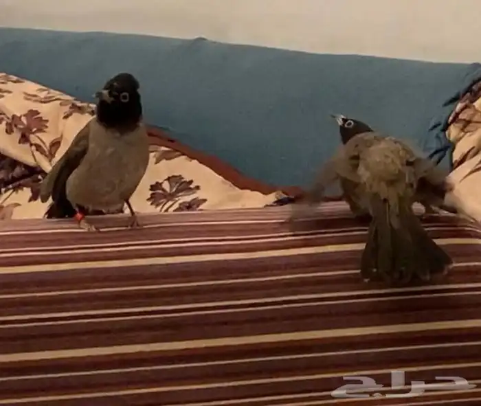 جوز بلابل هدد داخلى سبق انه بيض داخل القفص 12