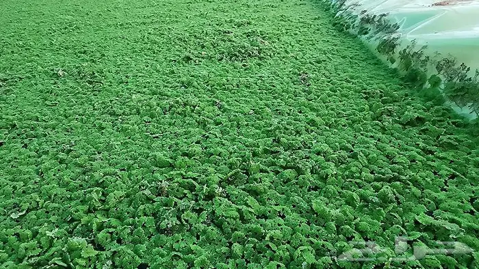 للبيع ازولا بحائل 2