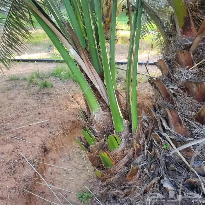 نخل من القصيم 0