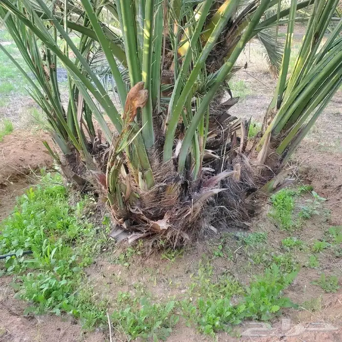 نخل من القصيم 6