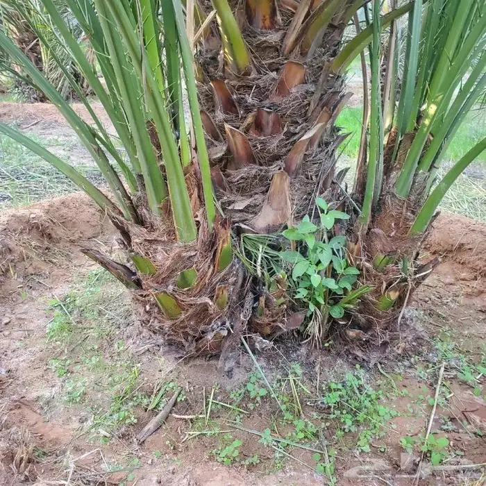 نخل من القصيم 7