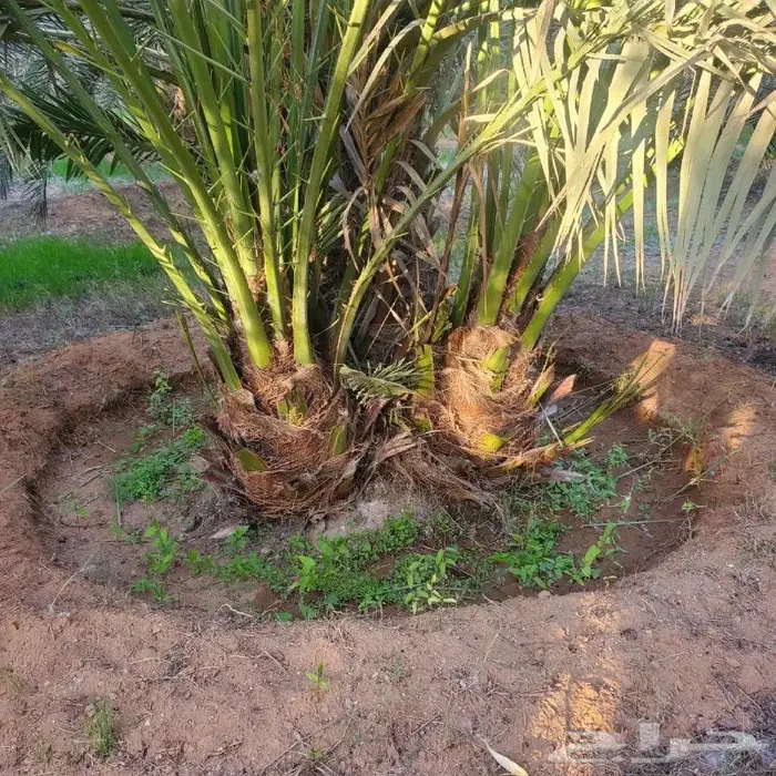 نخل من القصيم 8