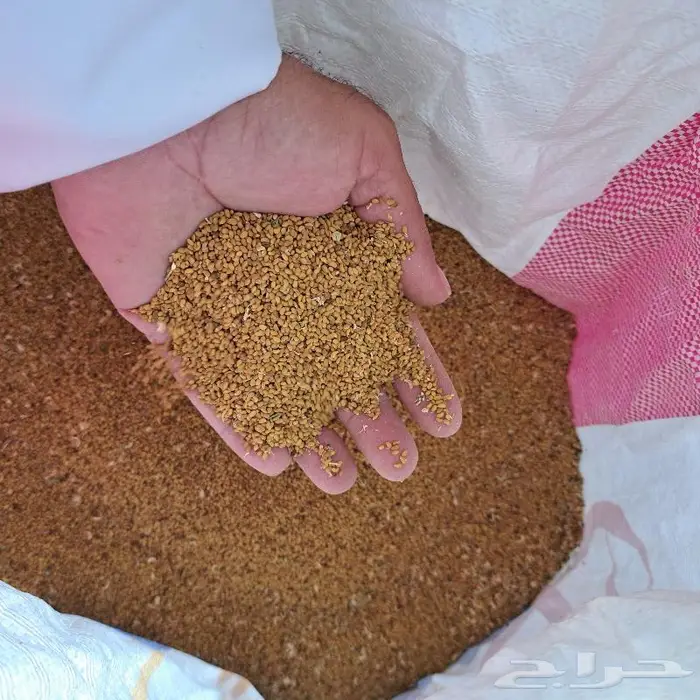 بذر برسيم صبخاوي للبيع في المدينه الموره 0