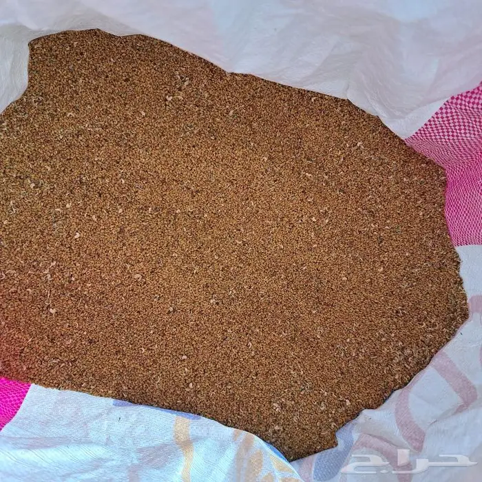 بذر برسيم صبخاوي للبيع في المدينه الموره 1