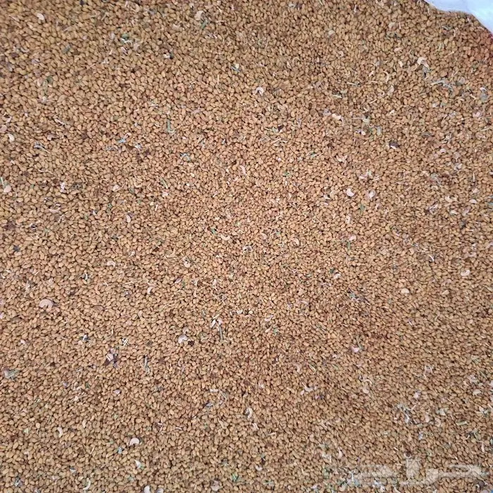 بذر برسيم صبخاوي للبيع في المدينه الموره 2