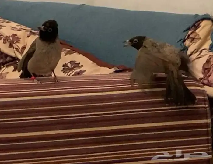 جوز بلابل هدد داخلى سبق انه بيض داخل القفص 13