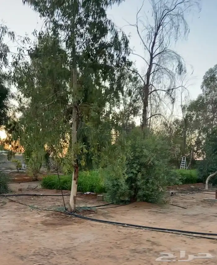 مزرعة للإيجار اليومي 10