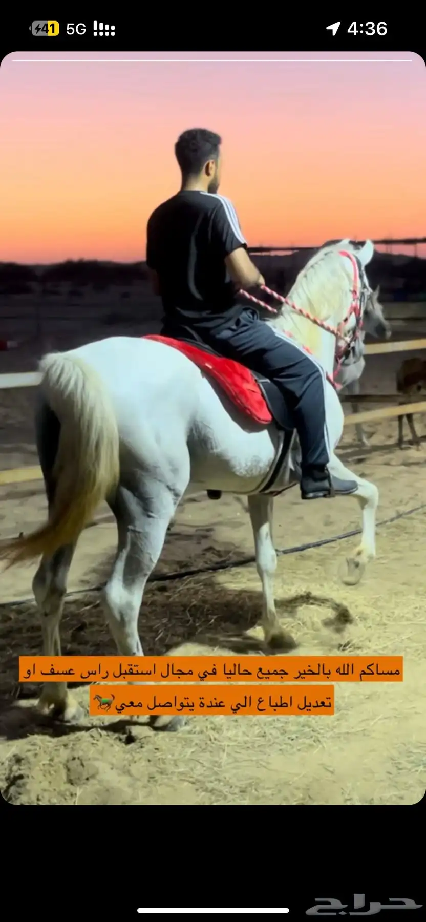 عسف او ترويض وتعديل اطباع الخيول 0