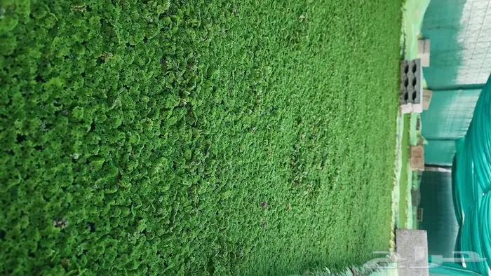 للبيع ازولا بحائل 3