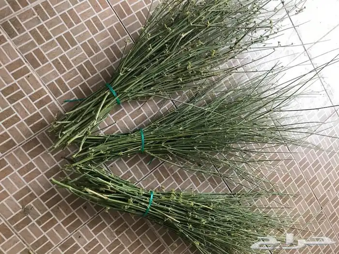 مرخ المدينة 0