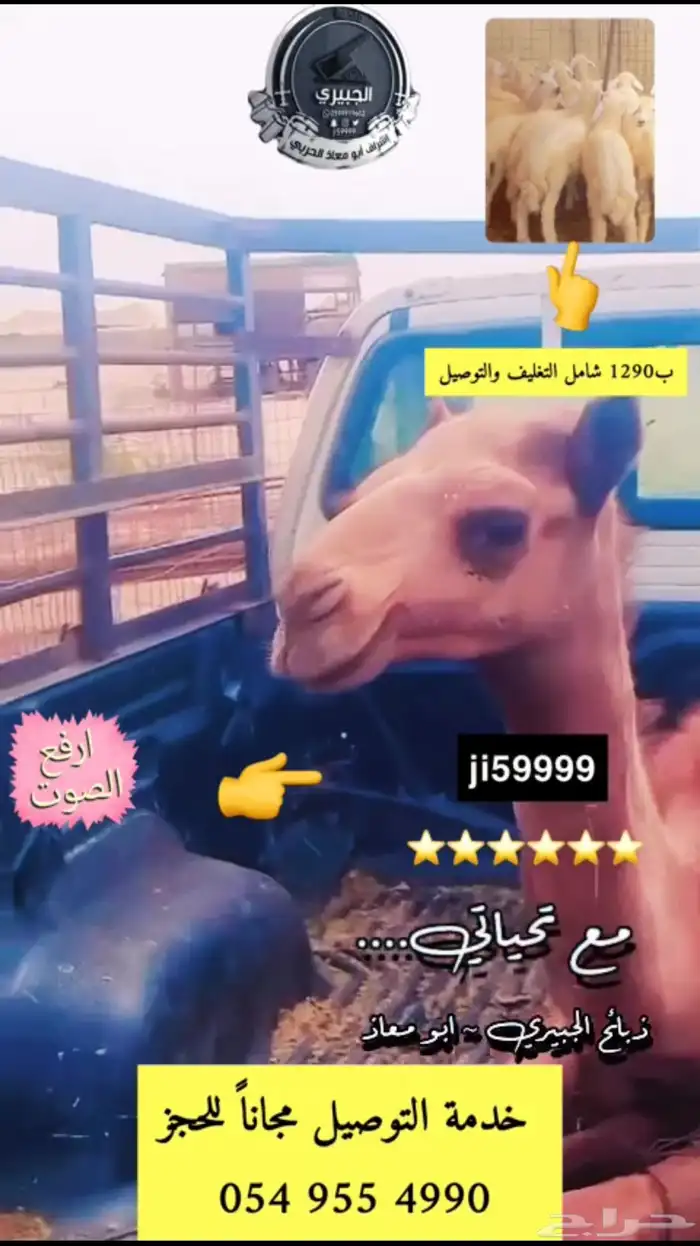 حري وحوار عليه عرض 0