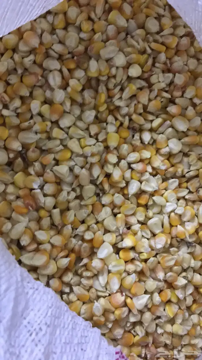 ذرة (حبش) بلدي إنتاج بني مالك 2