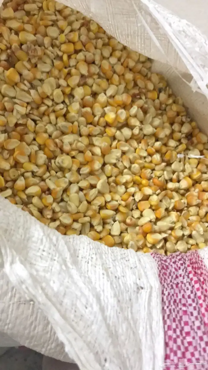ذرة (حبش) بلدي إنتاج بني مالك 1
