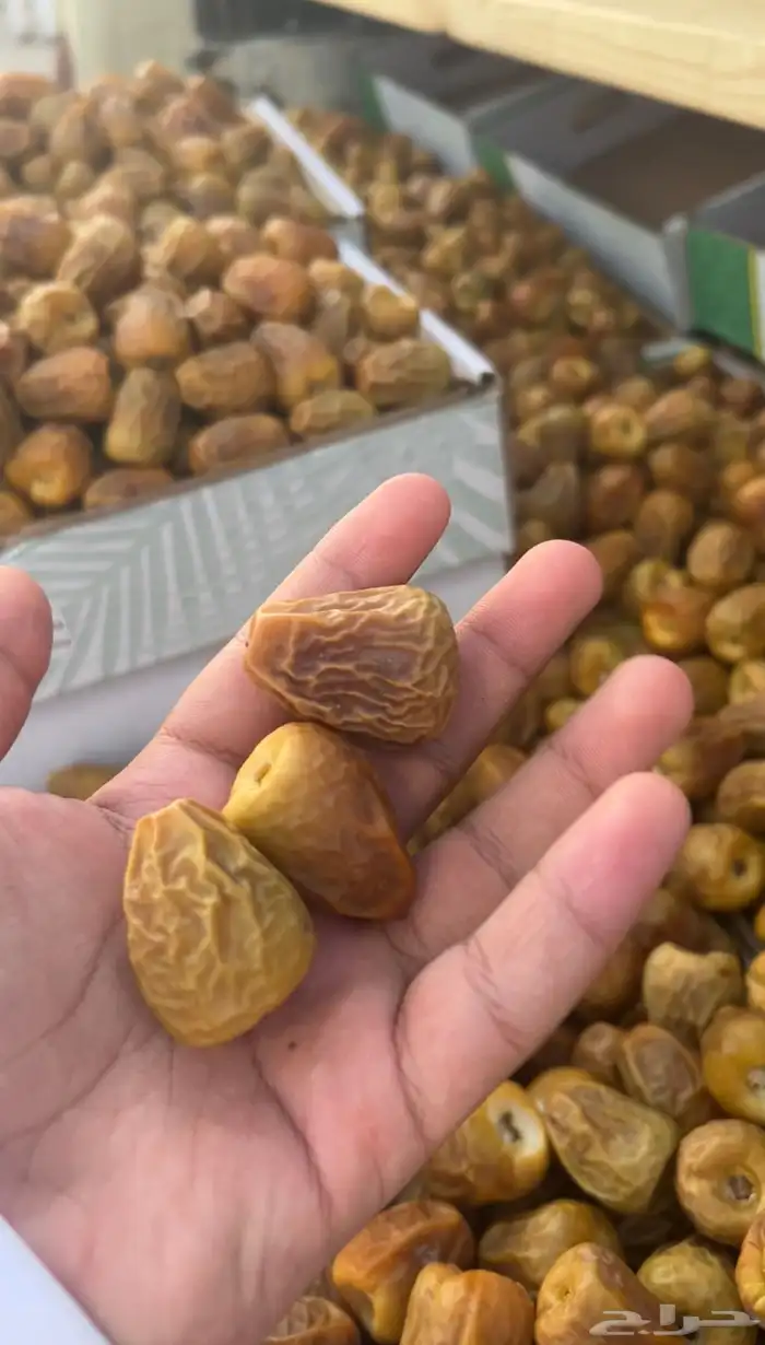 مفتل ملكي فااخر 4