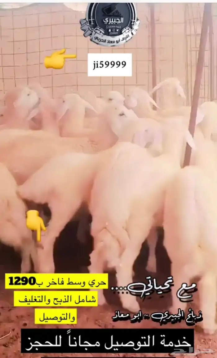 حري وحوار عليه عرض 2