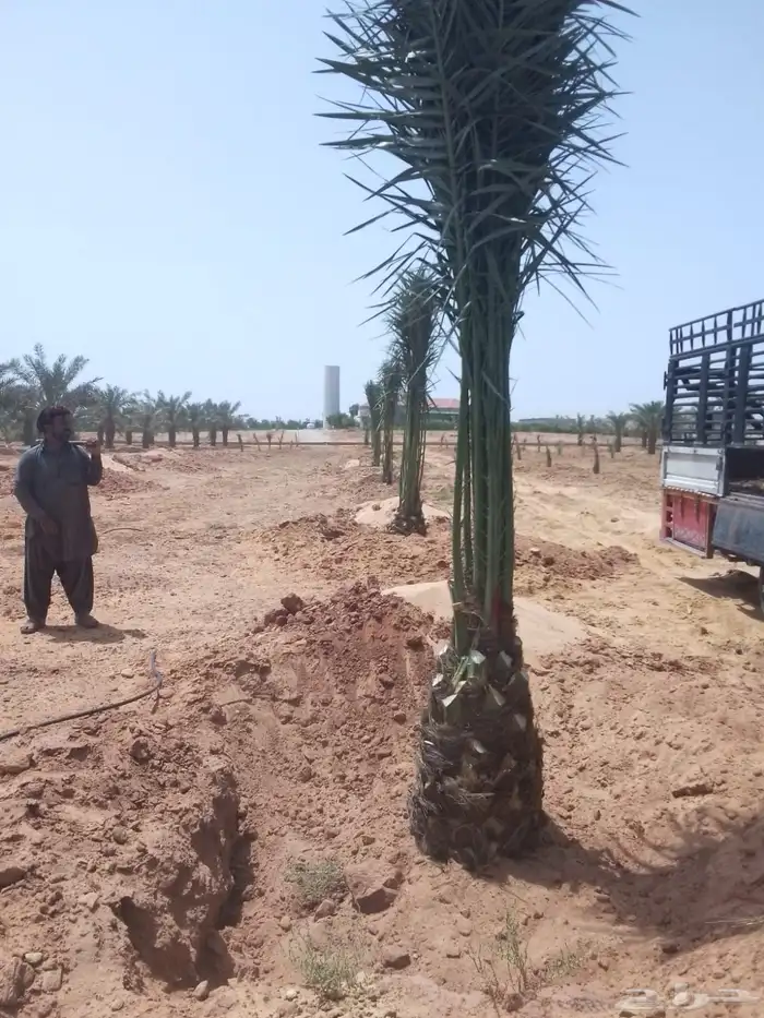 نخل مثمر للبيع 0