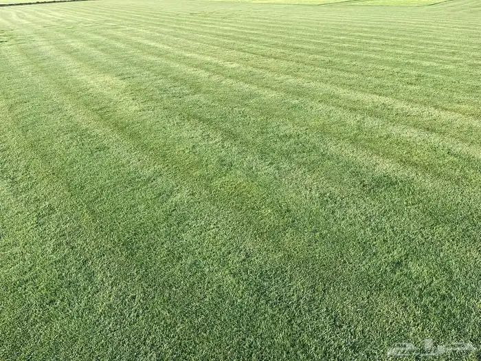 نجيل طبيعي 0