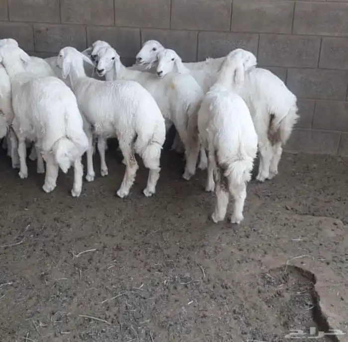 حنيذ جنوبي بالمرخ 2