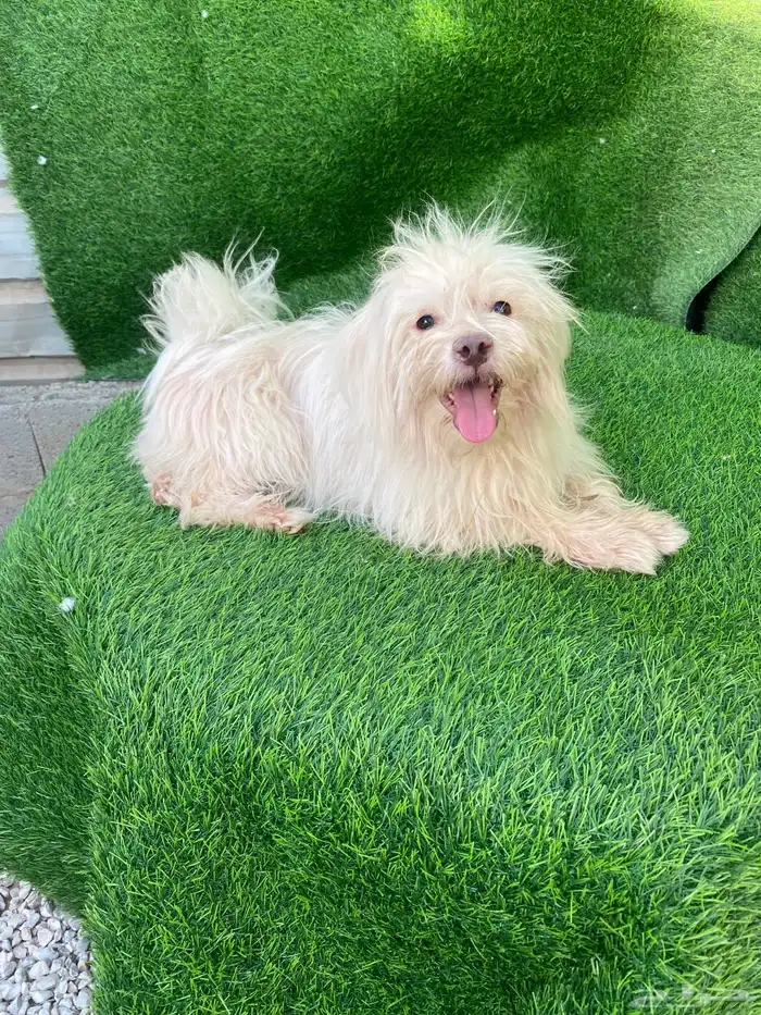 كلاب مالتيز بيور 0