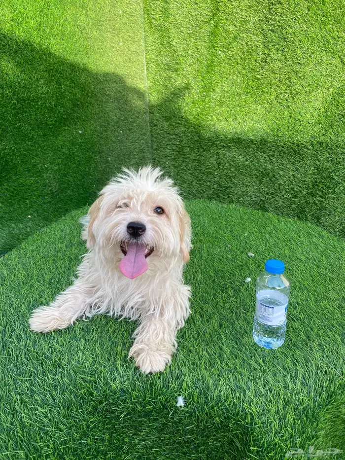 كلاب مالتيز بيور 1