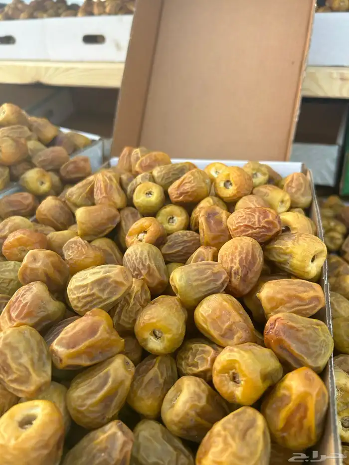 مفتل ملكي فااخر 3