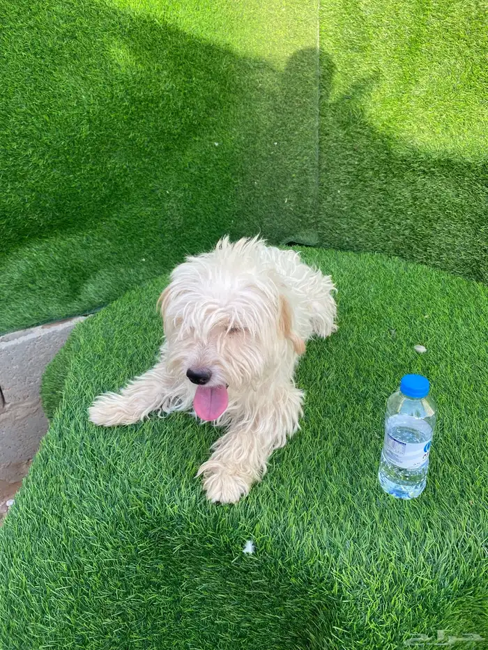 كلاب مالتيز بيور 2