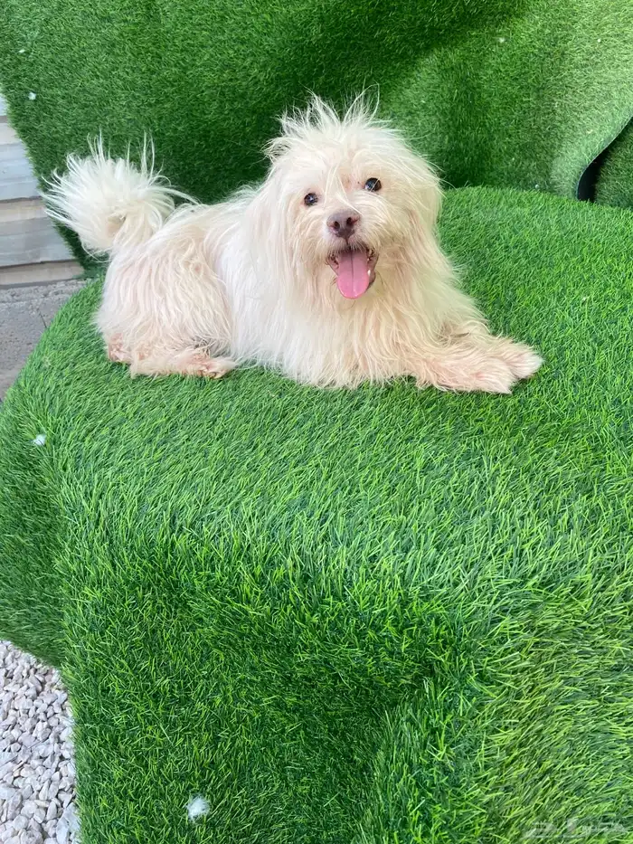 كلاب مالتيز بيور 3