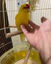 اقبل تبني جميع الطيور 4