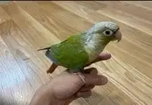 اقبل تبني جميع الطيور 2