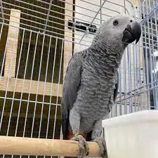 اقبل تبني جميع الطيور 3