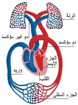 دورة تدريب مدربين اسعافات اولية والثانوية ورعاية الاطفال 3