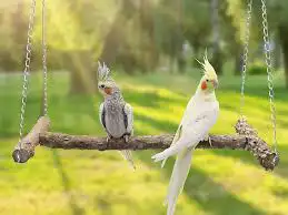 اقبل تبني جميع الطيور 0