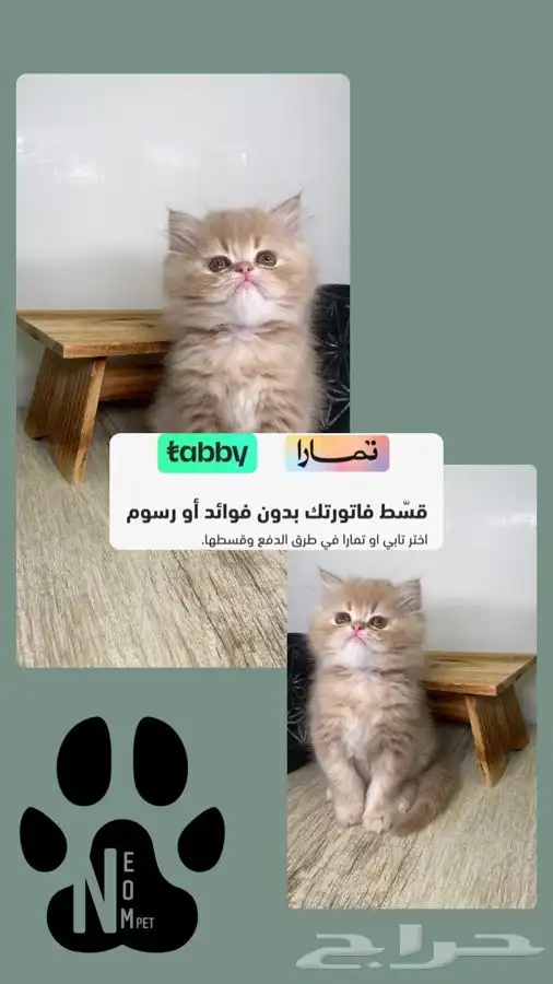 بيرشن هاف بيكي فيس سكوتش فولد انثى ذكر ستريت ماين كون قطه 1